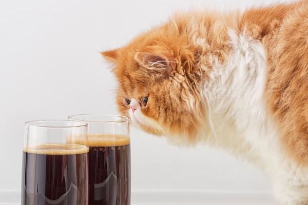 A fluffy cat sniffing beer. 