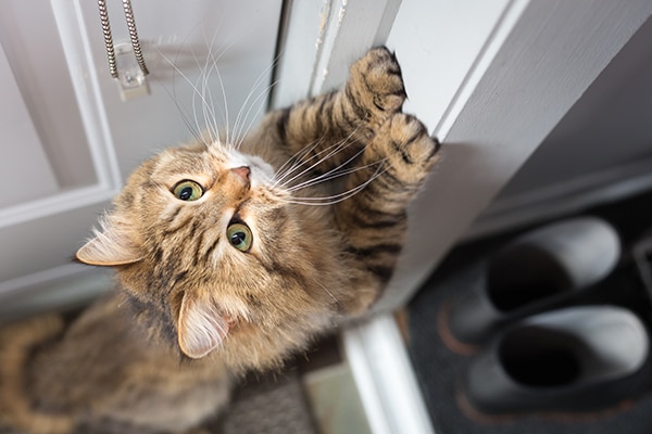 A cat scratching at a door, trying to escape.