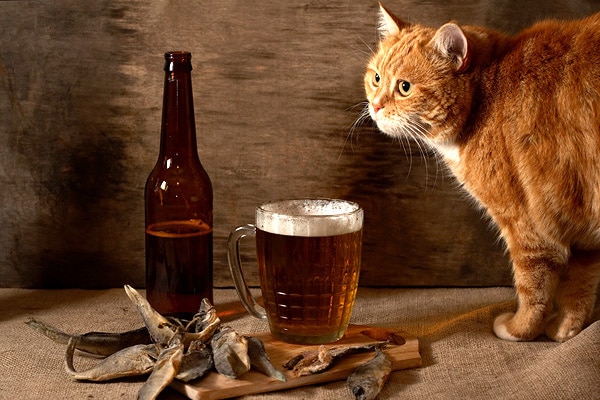 An orange cat looking at beer and fish.