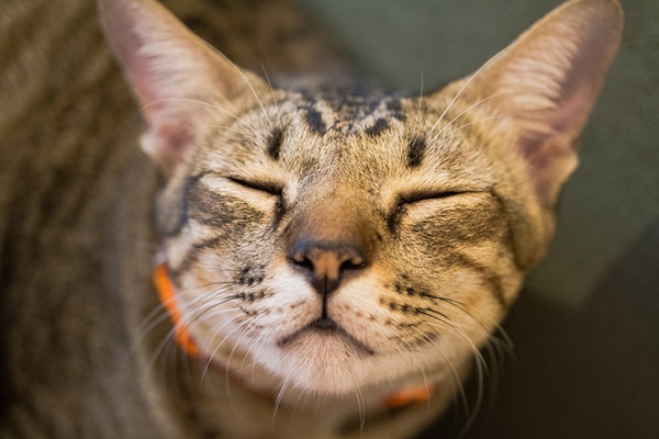 5 Interesting Facts About Maneki Neko Cats AKA Lucky Cats Catster