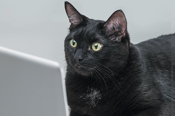 A black cat on a laptop. Photography by Hasloo/Thinkstock.