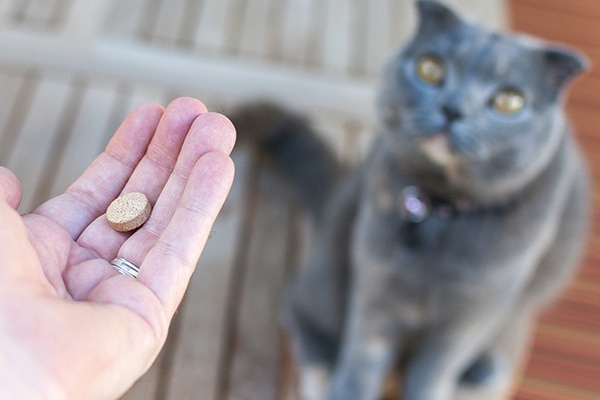 A gray cat ready to take a pill from a human.