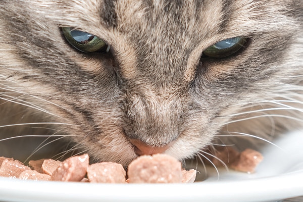 A closeup of a gray cat eating wet food.