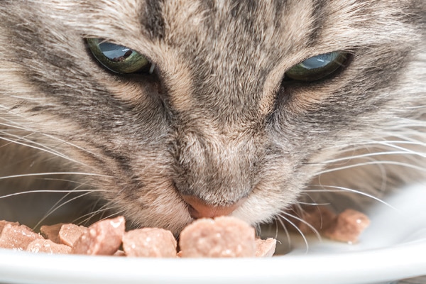 best food for picky cats