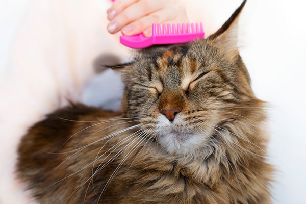 A fluffy brown cat getting groomed with a pink brush.