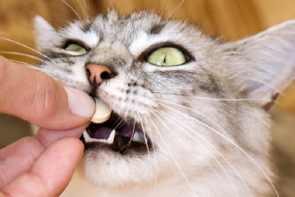 A gray cat eating a pill.