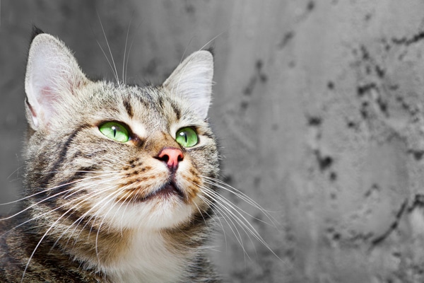 grey tabby cat with green eyes