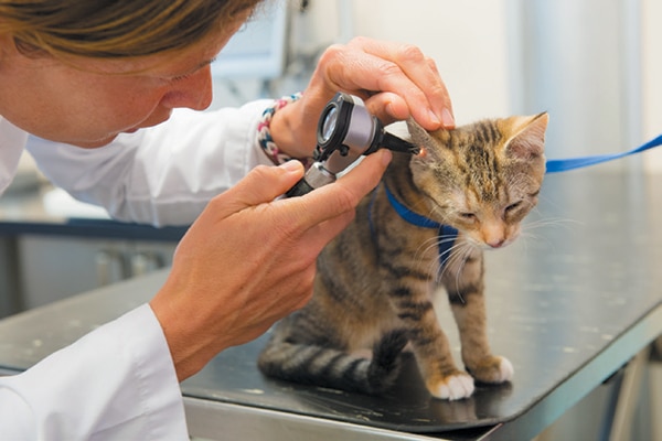 A kitten getting checked for ear mites at the vet.