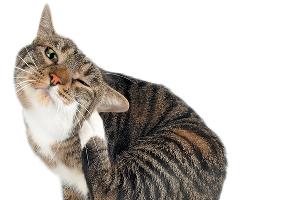 A tabby cat scratching his ears.