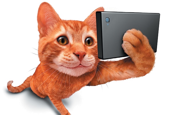 An orange tabby cat taking a selfie.