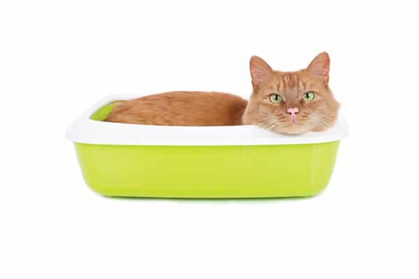 An orange tabby cat hangs out in a yellow litter box.