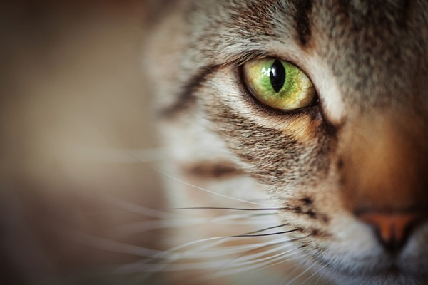 Closeup of a brown tabby cat's whiskers.