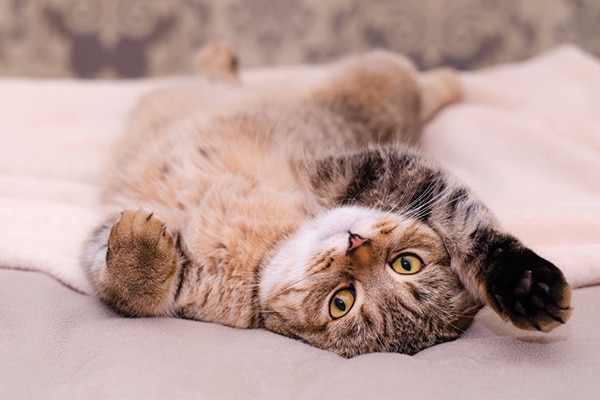 A brown cat sleeping upside down.