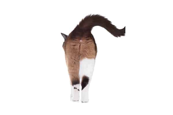 A cat butt.