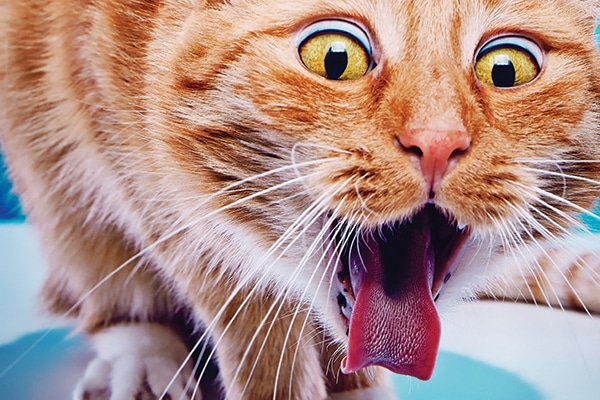 Info Why My Cat Coughs Info Why My Cat Coughs