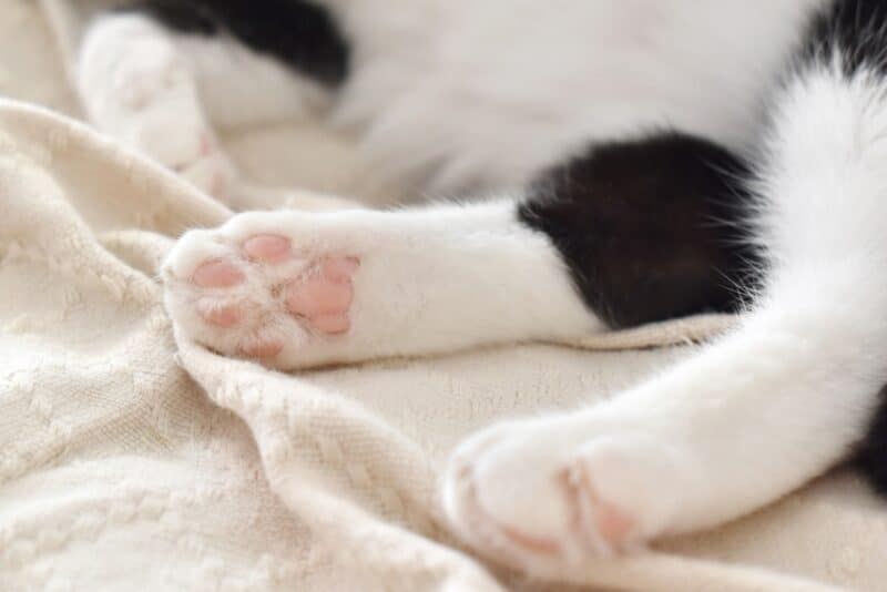 Cat paw pads
