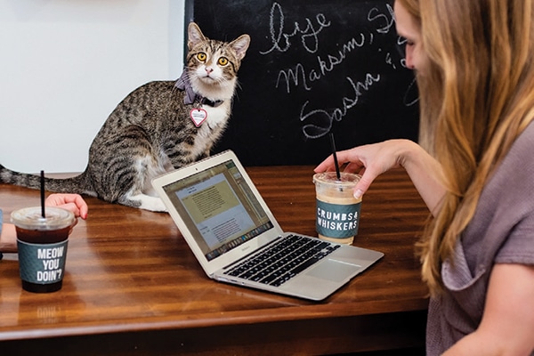 Crumbs & Whiskers cat cafe.