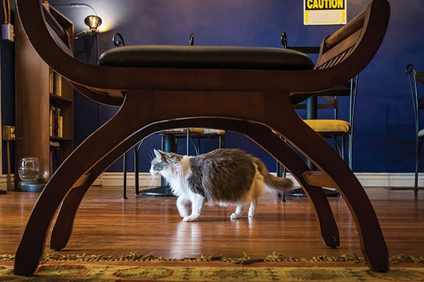 The Top Cat  Cafes  Around the Country Catster