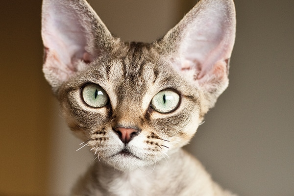 devon rex hypoallergenic cats