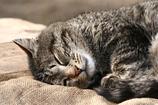 28 HQ Images Can Cats Snore While Awake - Why Does My Cat Snore Our Vet Answers Excitedcats