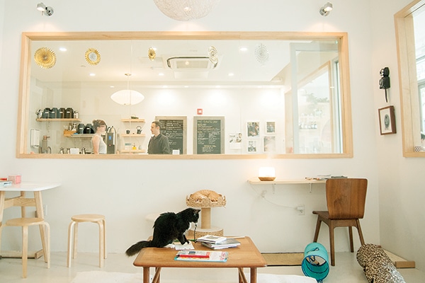 The Top Cat  Cafes  Around the Country Catster