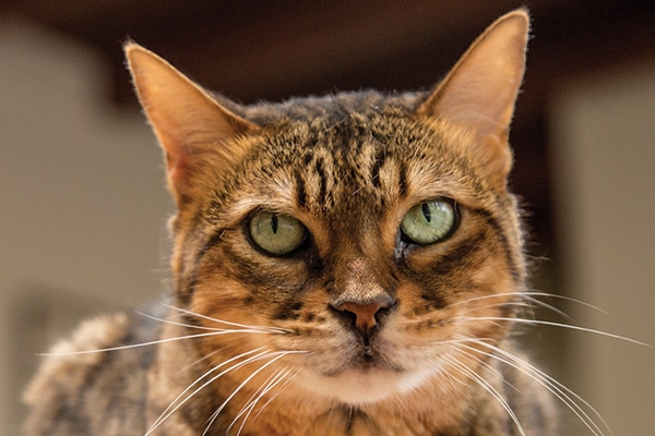 Stella the cat.