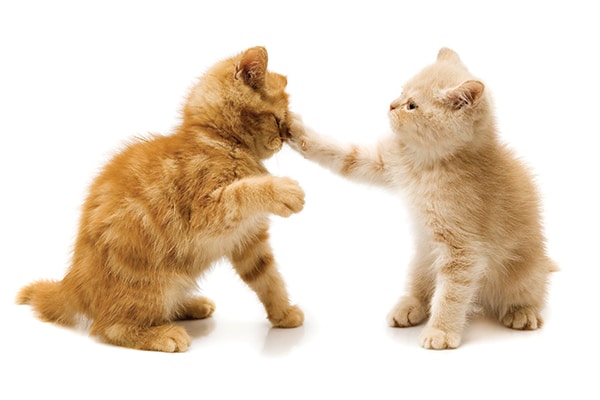 Two ginger kittens fighting.