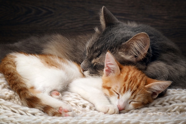 Two happy cats cuddle together. 