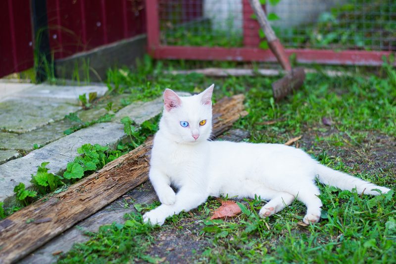 albino cat lying on the ground outdoor
