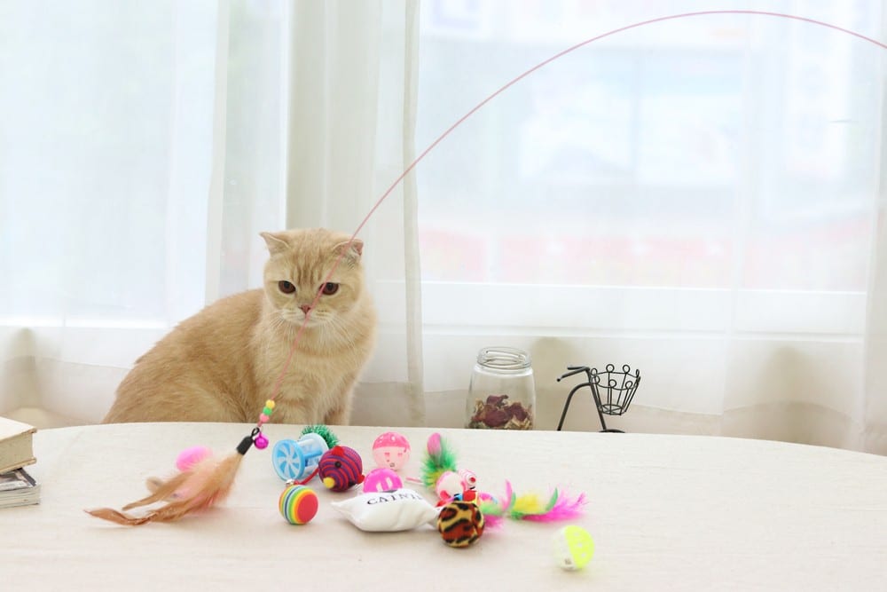 light colored cat looking at toys on table catnip wand