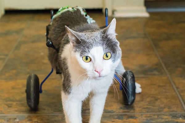 A special-needs cat with wheels for his hind legs.