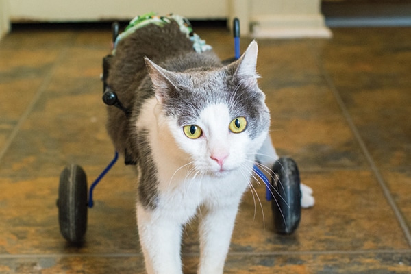 Adopting And Living With Special Needs Cats Catster