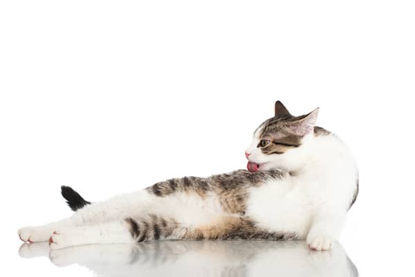 A brown and white cat licking and grooming.