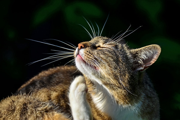A brown cat itching his face.