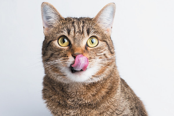 A brown tabby cat licking his lips. 