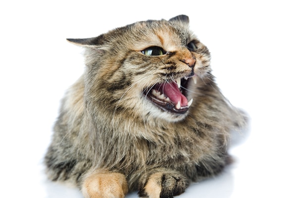 All About Cat  Hissing   Why Do Cats  Hiss  Catster