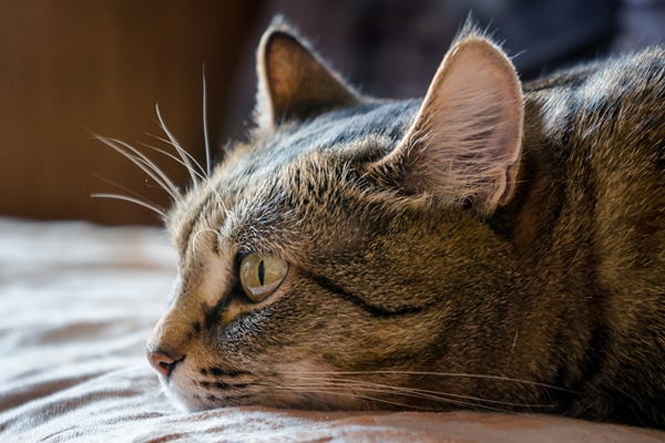 A tabby cat, lying down and sick.