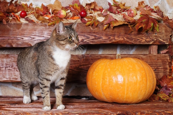 A brown tabby cat with a pumpkin in the fall.