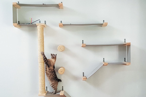 A cat climbing on a wall with multiple scratching areas.