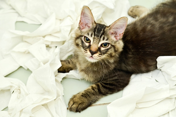 A cat sitting in a pile of tissues.