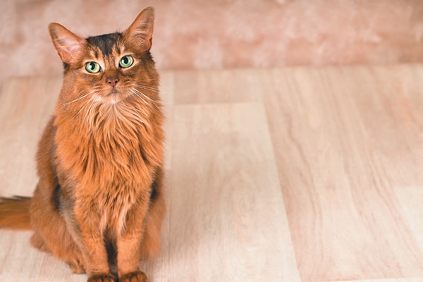 A fluffy cat on a hardwood floor.