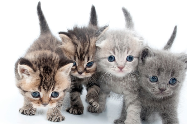 A group of kittens. 