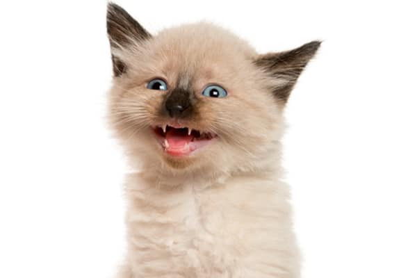 A kitten panting with his mouth open.