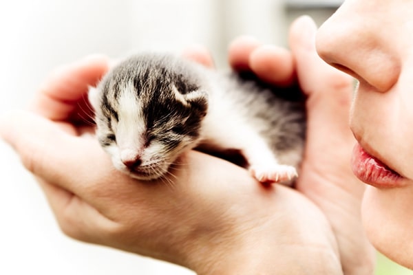 bathing newborn kittens