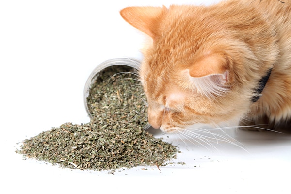 An orange cat sniffing catnip.