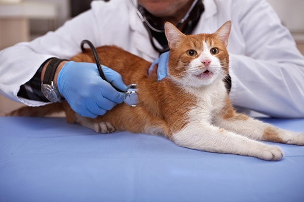 An orange cat annoyed and scared at the vet. Photography by pyotr021/Thinkstock.
