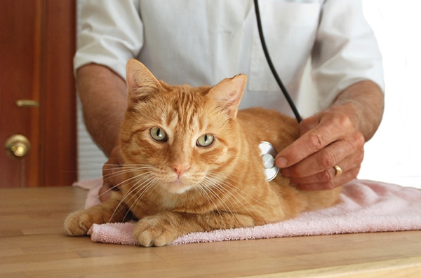 An orange tabby cat at the vet.