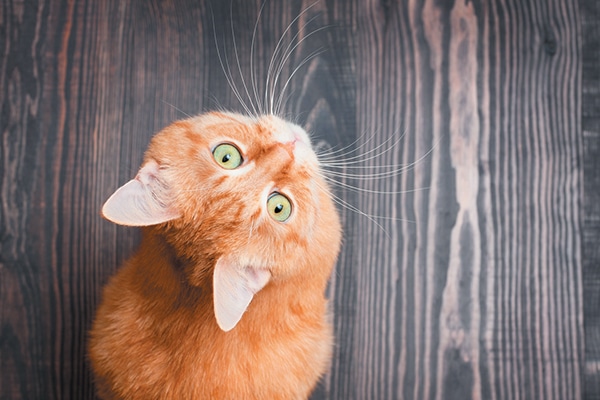 An orange cat on a dark hardwood floor, looking up.