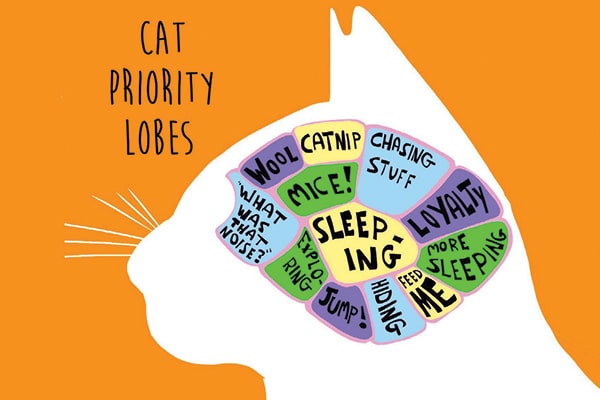 Cat brain chart.