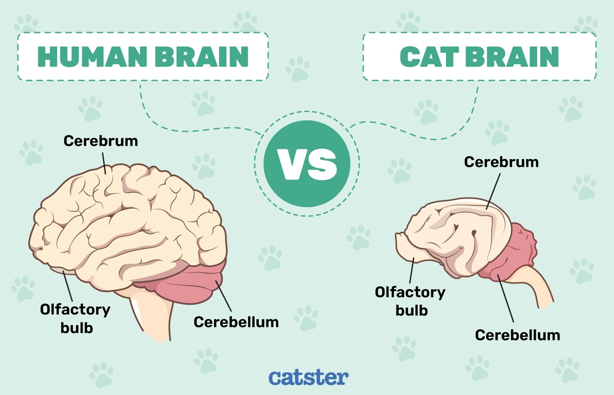 Cat-Brain-vs-Human-Brain_Infographic